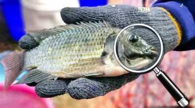 ถอดบทเรียน“ปลาหมอคางดำ”โลก ต้นตอระบาด จากนำมาเลี้ยงเป็นปลาสวยงาม