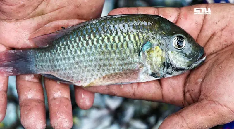 11 บริษัทส่งออก ยันไม่ได้ส่งออก“ปลาหมอคางดำ” งัดใบ invoice โชว์อนุกมธ.