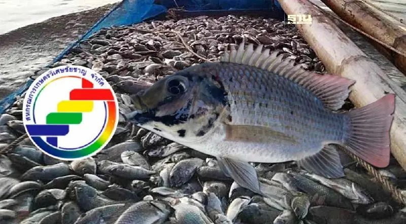 “สหกรณ์ฯ วิเศษชัยชาญ” รับซื้อ"ปลาหมอคางดำ " 22 บาทต่อกก. ทำอาหารผู้ต้องขัง