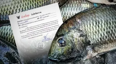 ด่วน!ปลัดเกษตรฯสั่งกรมประมงสอบข้อเท็จจริงการแพร่ระบาดปลาหมอคางดำใน 7 วัน