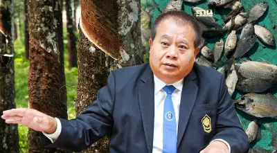 กยท.ผนึกเอกชน ล่า “ปลาหมอคางดำ” ใช้ผลิตปุ๋ยอินทรีย์ใส่ต้นยาง