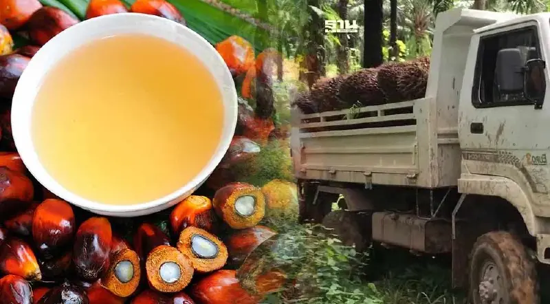 ครม.เห็นชอบ 6 แนวทางแก้ปัญหาราคาปาล์มตกต่ำ จี้ซื้อบี100 ตามประกาศ