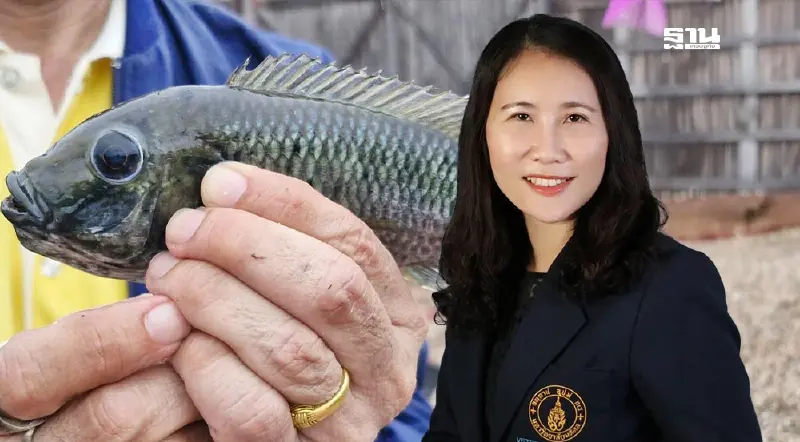 “ปลาหมอคางดำ-ปลาหมอเทศ-ปลานิล” กับความจริงที่ต้องทำความเข้าใจ