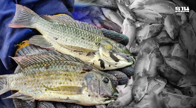 ซีพีเอฟ ยื่นหนังสือ กมธ. แจงยิบ ทำลายซาก และส่งมอบปลาหมอคางดำกรมประมง