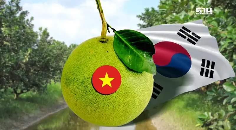 ไฟเขียว เวียดนามส่งออกส้มโอบุกเกาหลีใต้ หนุนเป็นสินค้าเกษตรสำคัญในอนาคต