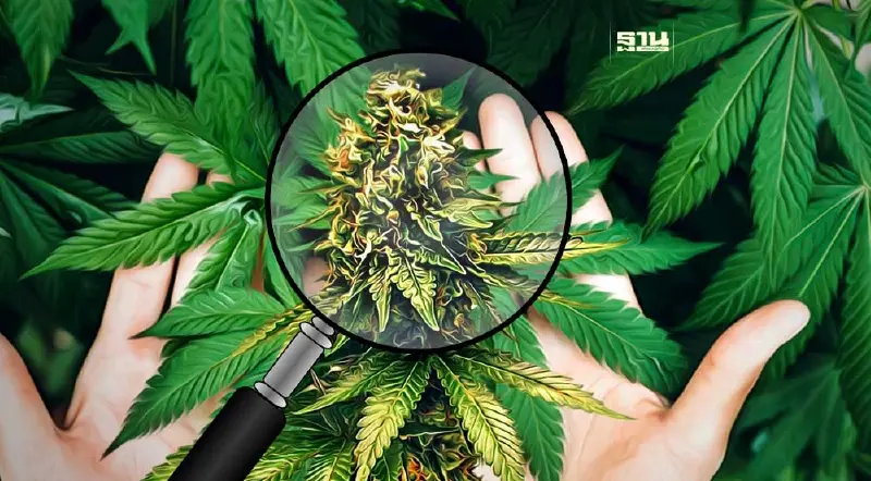 ส่องอนาคต "กัญชา" จาก "กัญชาเสรี" คืนสู่ "ยาเสพติด"