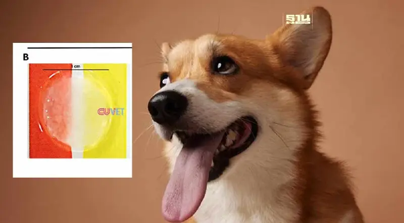 สุดล้ำ "จุฬาฯ" ทำได้ กระจกตาเทียม 3 มิติ จากสเต็มเซลล์สำหรับน้องหมา