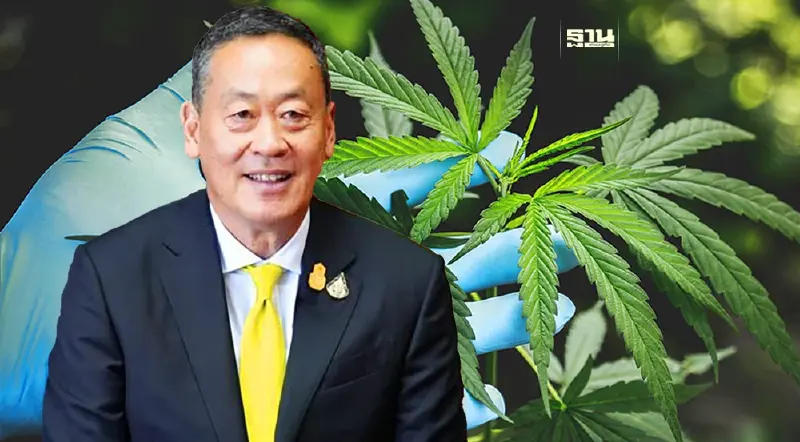 สายเขียวเฮ นายกฯ สั่งใช้ พ.ร.บ.ควบคุม กัญชา แทนกลับสู่ยาเสพติด