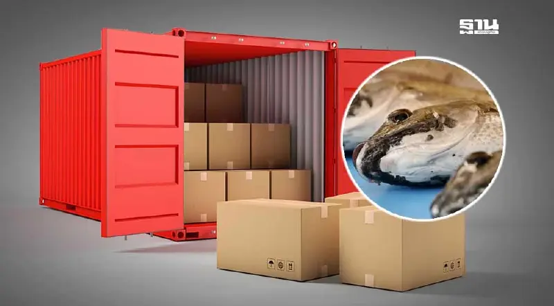 “ศุลกากร” ไขข้อข้องใจ ส่งออก “ปลาหมอคางดำ” แจ้งเป็นปลาสวยงาม