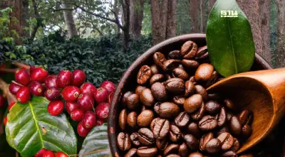 มูลนิธิแม่ฟ้าหลวงฯ ดัน “กาแฟ-คาร์บอนเครดิต” ต้นแบบความยั่งยืน