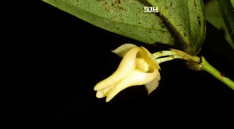 มช. พบ “กระดังงา” ชนิดใหม่ของโลก ตั้งชื่อ “เฉลิมพระเกียรติ”