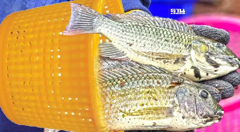 ด้านมืด-ด้านสว่าง “ปลาหมอสีคางดำ” จากปลาสวยงาม สู่เอเลี่ยนสปีชีส์