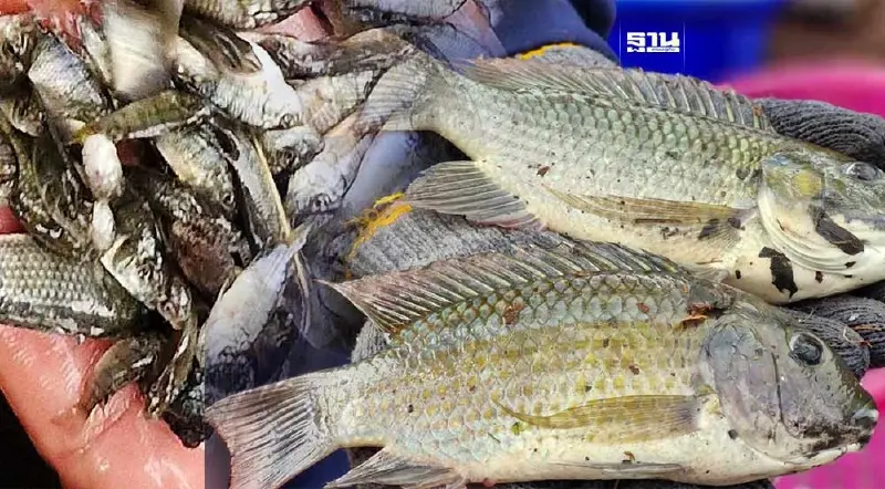 ซีพีเอฟ ยันไม่ใช่ต้นเหตุ แพร่ระบาดปลาหมอคางดำ ระบุทำลายหมดแล้วเมื่อปี 54