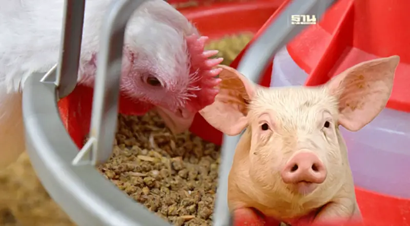 รู้หรือยัง? “เนื้อหมู – เนื้อไก่” ก็มีโอเมก้า-3 กรดไขมันดี รู้หรือยัง? “เนื้อหมู – เนื้อไก่” ก็มีโอเมก้า-3 กรดไขมันดี