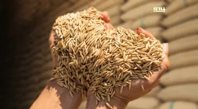 แบงก์ชาติ แนะ ธ.ก.ส. บี้ชาวนาแบ่งเงินชดเชยประกันภัยข้าว จ่ายหนี้เก่า