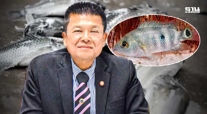 โผล่อีก"ปลาหมอมายัน" กรมประมงชี้ อันตรายพอกับปลาหมอคางดำ เจอให้กำจัด