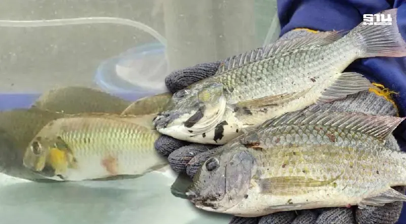 เหลือเชื่อ “ชิปปิ้ง”กรอกข้อมูลผิด 4 ปี ส่งออกหมอคางดำ กลายเป็น “ปลาหมอเทศ”