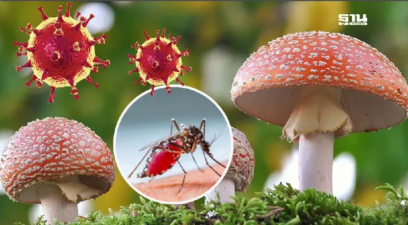 มัดรวมวิธีรับมือ 4 โรคร้าย 2 ภัยสุขภาพหน้าฝน 