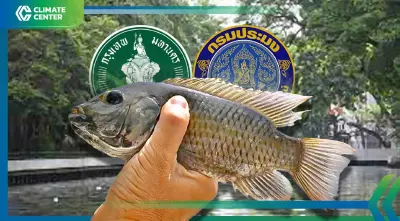 กทม.ร่วมกับกรมประมง ออก 6 มาตรการสกัด "ปลาหมอคางดำ" แพร่ระบาดแล้ว 3 เขต