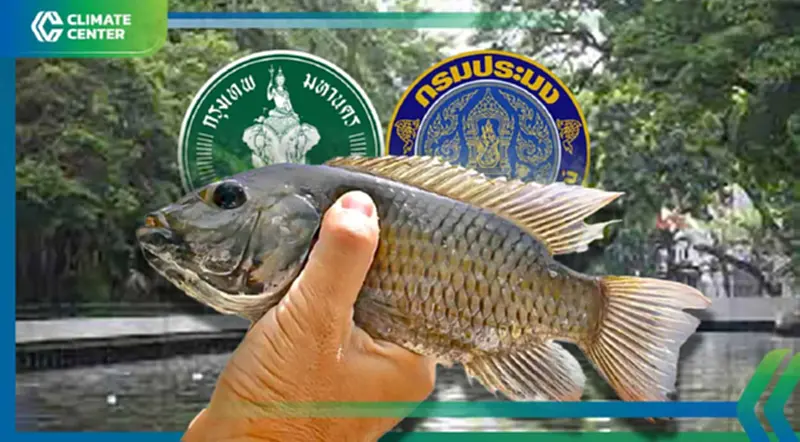 กทม.ร่วมกับกรมประมง ออก 6 มาตรการสกัด "ปลาหมอคางดำ" แพร่ระบาดแล้ว 3 เขต กทม.ร่วมกับกรมประมง ออก 6 มาตรการสกัด "ปลาหมอคางดำ" แพร่ระบาดแล้ว 3 เขต