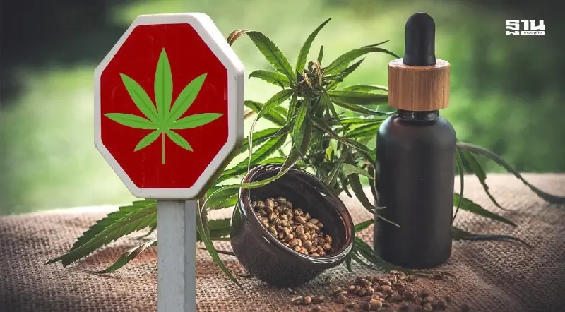 พ.ร.บ.ควบคุม “กัญชา” ส่งสัญญาณดี ผู้ประกอบการพร้อมเดินหน้าลงทุนเพิ่ม