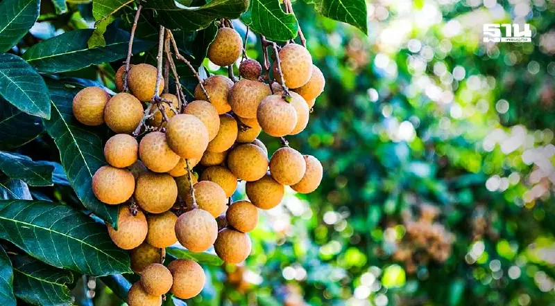 “พาณิชย์” เจรจาขายลำไย 14,000 ตันผ่านฉลุย ดึงอินฟลูฯจีนร่วมงานหวังขยายตลาด