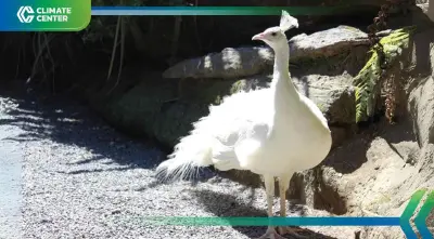 เบื้องหลังคำสั่งจับตาย“นกยูงอินเดียสีขาว” สัตว์เอเลี่ยนสปีชีส์ในป่าไทย