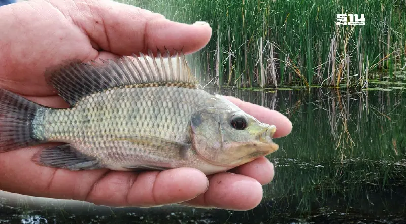 “ฉาง ซิน เอ็นเตอร์ไพร์ส” ออกโรงแจง ส่งออก "ลูกปลานิล" ไม่ใช่ปลาหมอคางดำ