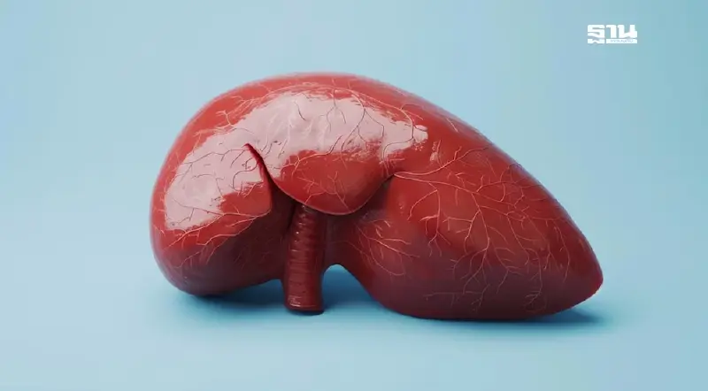 เช็ค 7 สัญญาณเตือน มะเร็งตับ รู้ทันป้องกันได้ 