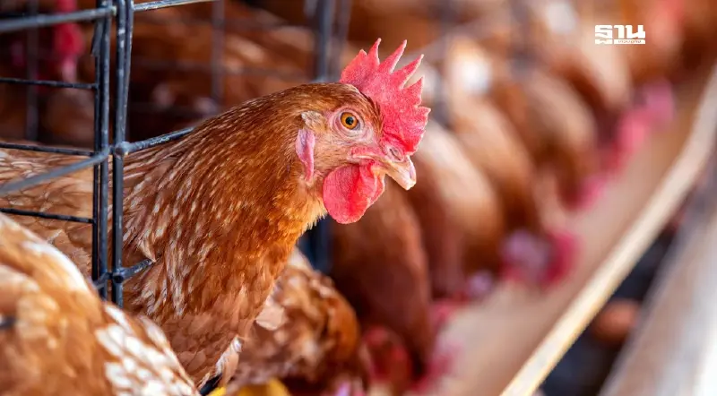 บริษัทใหญ่ขยายเลี้ยง สหกรณ์ป่วนขอแบ่งโควตาแม่พันธุ์ไก่ ปี 68