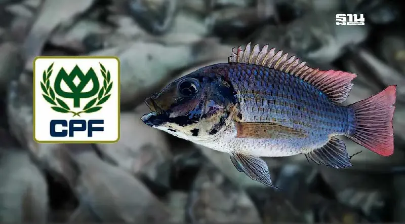 ซีพีเอฟ แจง กมธ. ยืนยันไม่ใช่สาเหตุ พร้อมร่วมมือรัฐจัดการปัญหาปลาหมอคางดำ