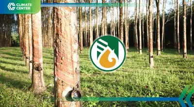 กยท.ดันพื้นที่แสนไร่ ปลูกยางขายคาร์บอน สร้างรายได้เพิ่ม 1.2 พันบาทต่อไร่