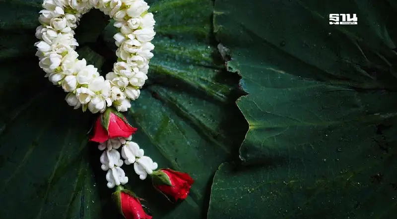 วันแม่ 2567  ที่มาที่ไป และ ความหมาย “ดอกมะลิ” สื่อรักวันแม่แห่งชาติ 12 สิงหาคม