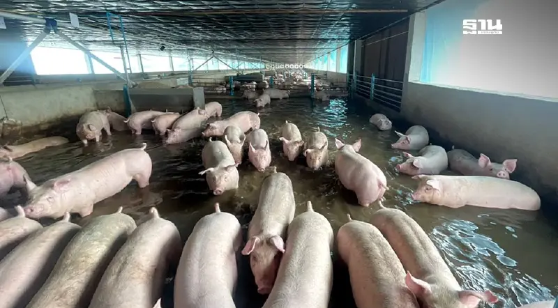 ปศุสัตว์ระดมช่วยน้ำท่วม กระทบแล้ว 2.4 หมื่นราย วัวจ่ายชดเชยตัวละ 3.5 หมื่น