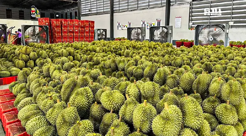 "มกอช." สั่งคุมเข้มคุณภาพทุเรียนเพิ่มมูลค่าผลิตภัณฑ์ส่งออก