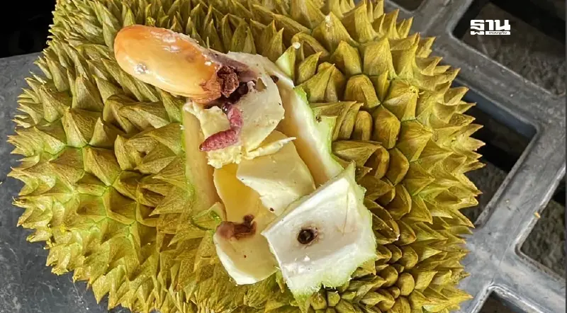 กรมวิชาการเกษตร ใช้เทคโนโลยีสยบหนอนเจาะเมล็ดทุเรียน