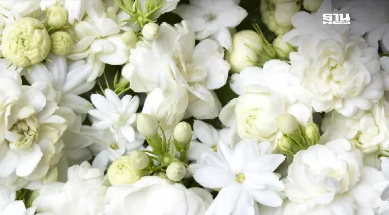 เปิดประโยชน์ "ดอกมะลิ" ทางการแพทย์แผนไทย รับวันแม่ 12 สิงหาคม