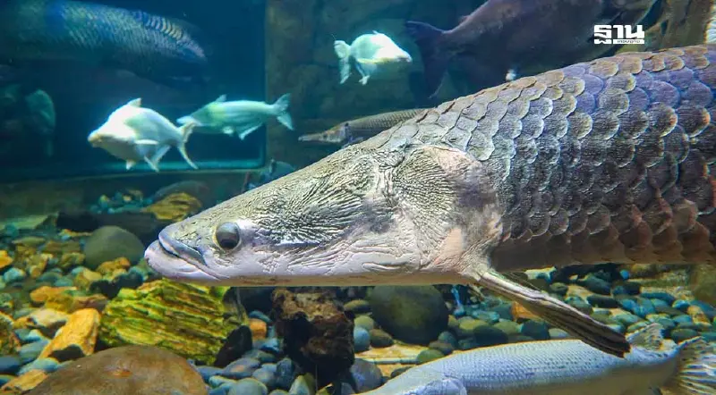 “เอเลี่ยนสปีชี่ส์” ไม่ได้มีแค่ปลาหมอคางดำ ทำลายระบบนิเวศ-ศก.ต้องเร่งคุม