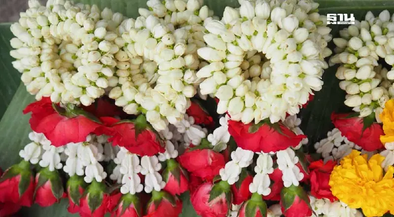 เช็กราคาดอกมะลิวันนี้ (9 ส.ค.) ขายเท่าไหร่