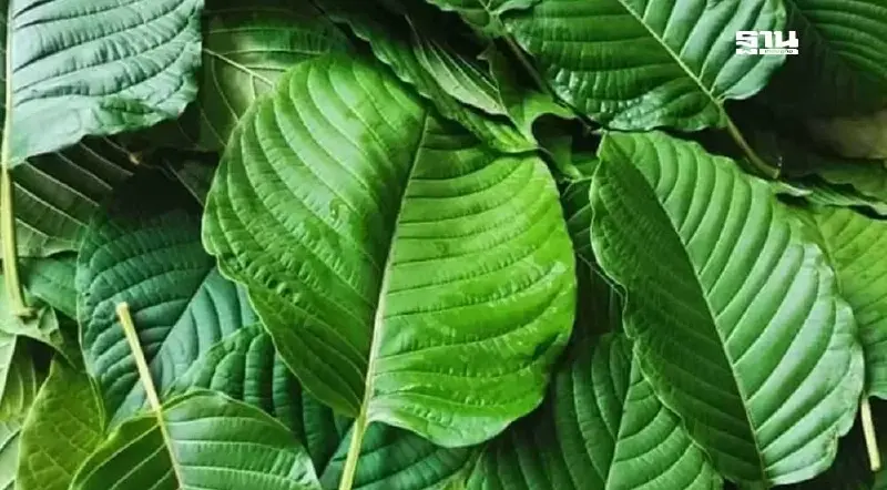 ครม.ขยายเวลาจัดทำ ก.ม.ลูกตาม พ.ร.บ.พืชกระท่อม อีก 1 ปี