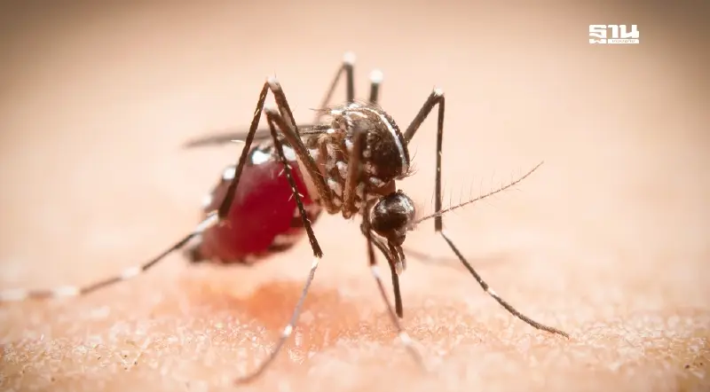 เปิดสถิติ 6 เดือน คนไทยป่วยไข้เลือดออกทะลุ 3 หมื่นราย สูงสุดในรอบ 5 ปี