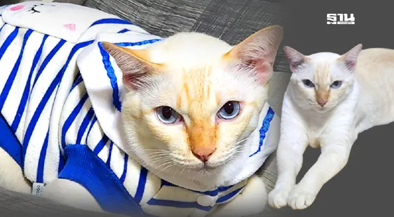 วันนี้ “วันแมวโลก 2567” วันที่ 8 สิงหาคม มัดรวมทุกเรื่องที่ทาสแมวต้องรู้