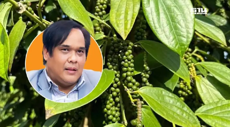 อว.ชูความสำเร็จ พริกไทยพันธุ์ปะเหลียน สินค้า GI เมืองตรัง ดันโกอินเตอร์ อว.ชูความสำเร็จ พริกไทยพันธุ์ปะเหลียน สินค้า GI เมืองตรัง ดันโกอินเตอร์
