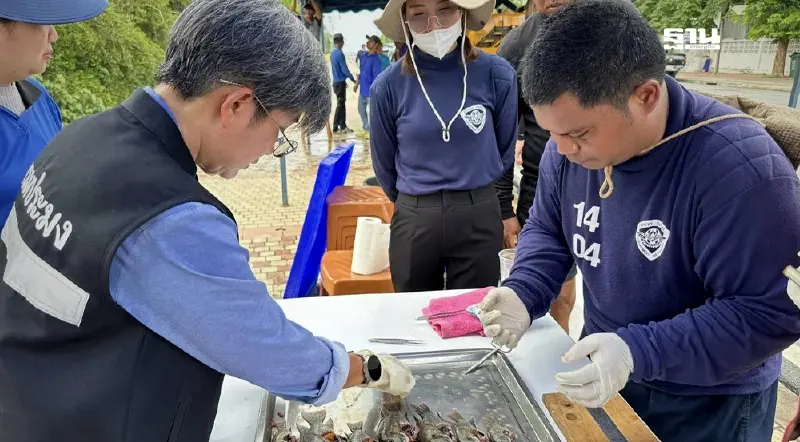 CPF ร่วมกรมประมง กำจัดปลาหมอคางดำแล้วใน 6 จังหวัด