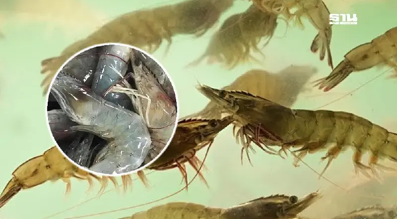 ย้อนรอย 3 โรคกุ้งระบาดหนัก หายนะตัวจริงอุตฯกุ้งไทย 10 ปีสูญกว่า 8 หมื่นล้าน ย้อนรอย 3 โรคกุ้งระบาดหนัก หายนะตัวจริงอุตฯกุ้งไทย 10 ปีสูญกว่า 8 หมื่นล้าน