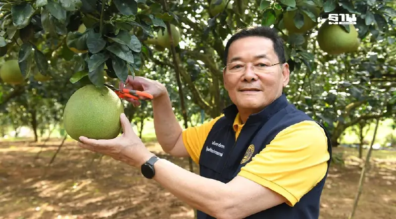 “พาณิชย์" ดันส้มโอเวียงแก่น ขึ้นทะเบียน GI