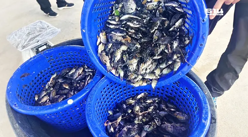 ซีพีเอฟ ลุยวาระแห่งชาติ หนุน กรมประมง-กยท. กำจัด “หมอคางดำ” 5 ล้าน กก.