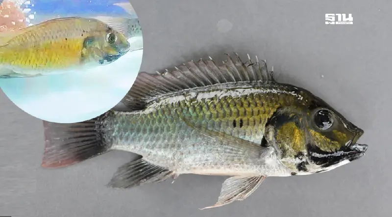 ไขปริศนาที่ซ่อนอยู่ จากปลาลักลอบนำเข้า  ถึง “ปลาหมอคางดำ”