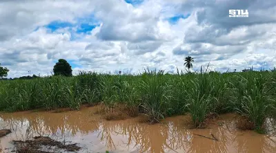 "น้ำท่วม" พื้นที่ปลูกอ้อยกว่า 2,241 ไร่ที่สุโขทัย "สอน." เตรียมช่วยเกษตรกร