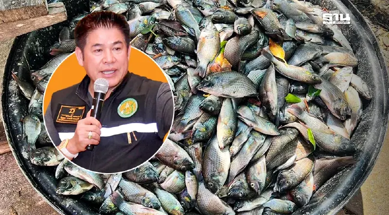 เปิด 75 พิกัด รับซื้อปลาหมอคางดำ 14 จว. เกษตรกร จับขายได้ไม่มีเงื่อนไข